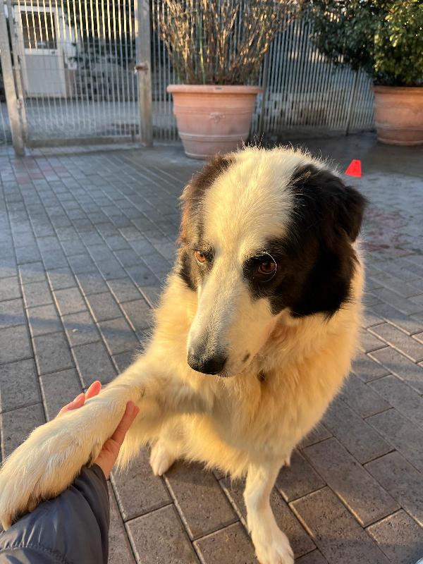 SIMBA MAREMMANO Foto 5